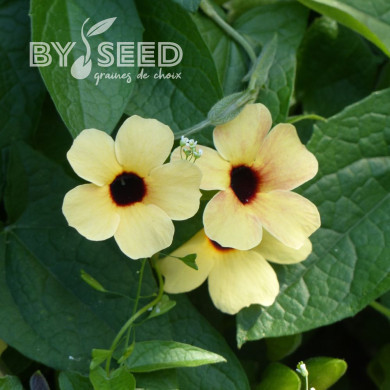 Suzanne-aux-yeux-noirs Spanish Eyes