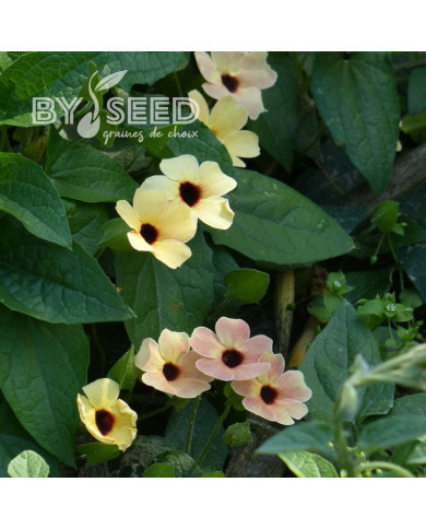 Suzanne-aux-yeux-noirs Spanish Eyes