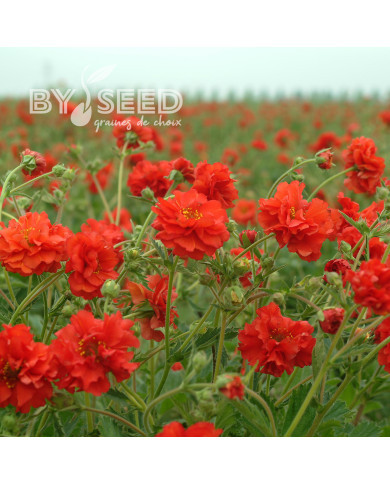 Benoîte (Geum) Red Dragon