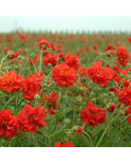 Benoîte (Geum) Mrs Bradshaw