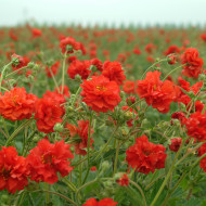 Benoîte (Geum) Red Dragon