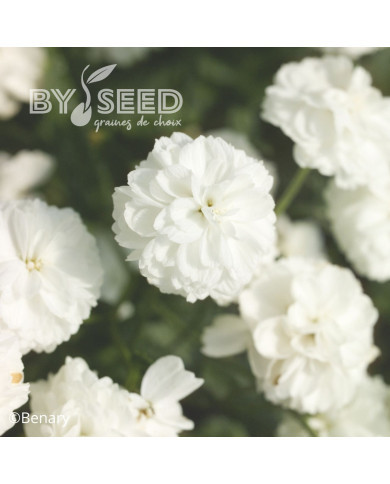 Achillée ptarmica Marshmallow (graines enrobées)