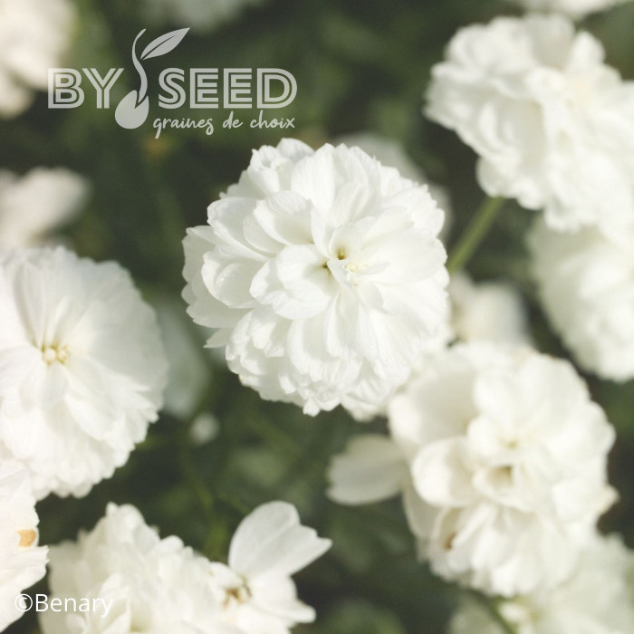 Achillée ptarmica Marshmallow (graines enrobées)