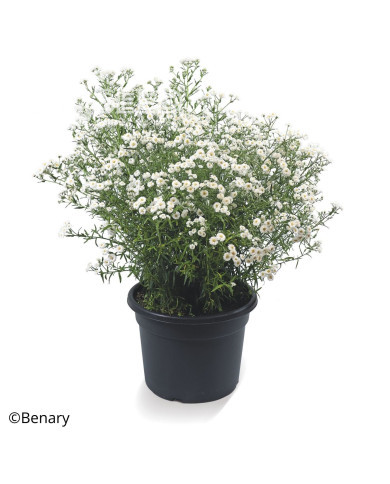 Achillée ptarmica Marshmallow (graines enrobées)