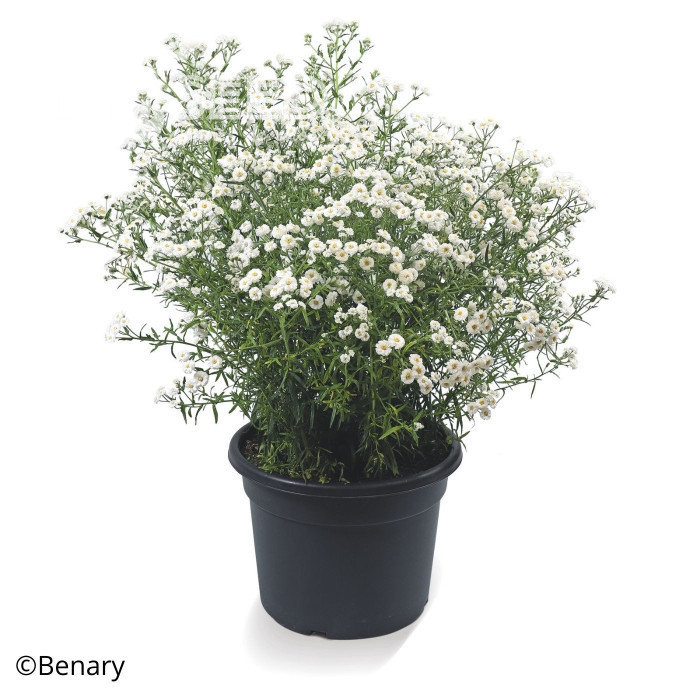 Achillée ptarmica Marshmallow (graines enrobées)