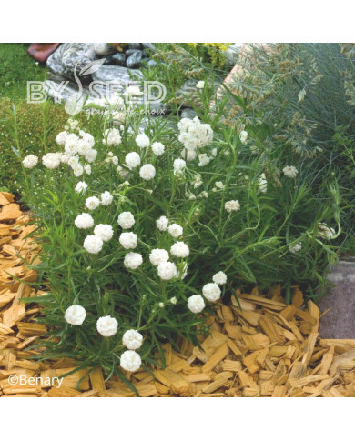 Achillée ptarmica Marshmallow (graines enrobées)