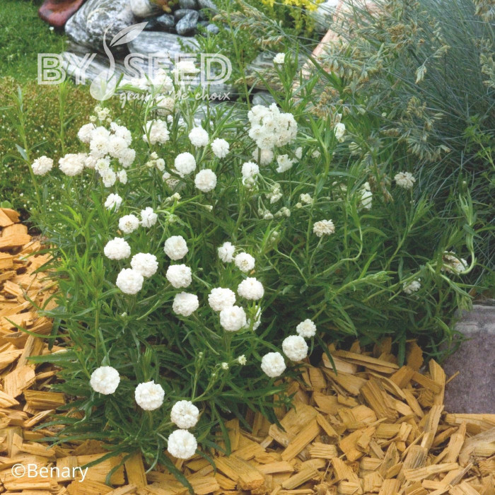 Achillée ptarmica Marshmallow (graines enrobées)