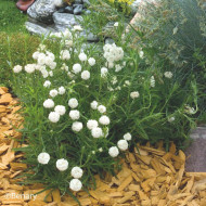 Achillée ptarmica Marshmallow (graines enrobées)