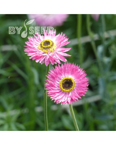 Acroclinium (Helipterum) Pierrot Red