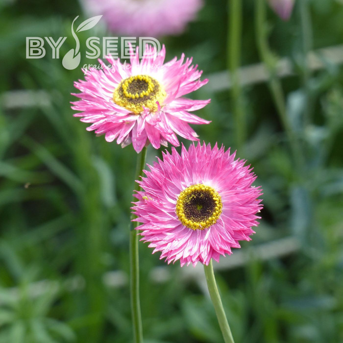 Acroclinium (Helipterum) Pierrot Red