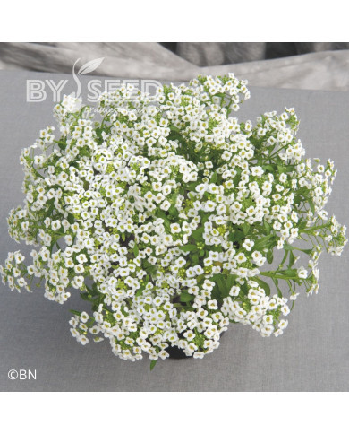 Alysse odorant Giga White