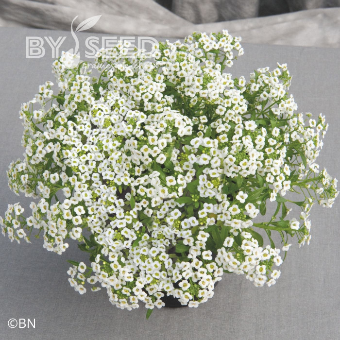 Alysse odorant Giga White