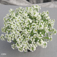 Alysse odorant Giga White