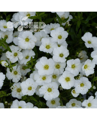 Arenaria montana Snowbank