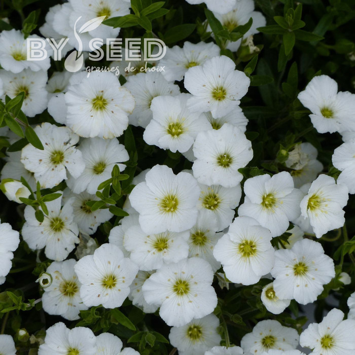 Arenaria montana Snowbank