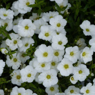 Arenaria montana Snowbank