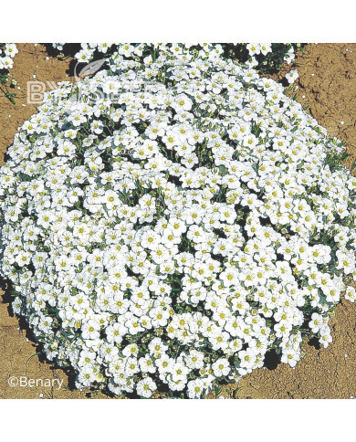 Arenaria montana Snowbank