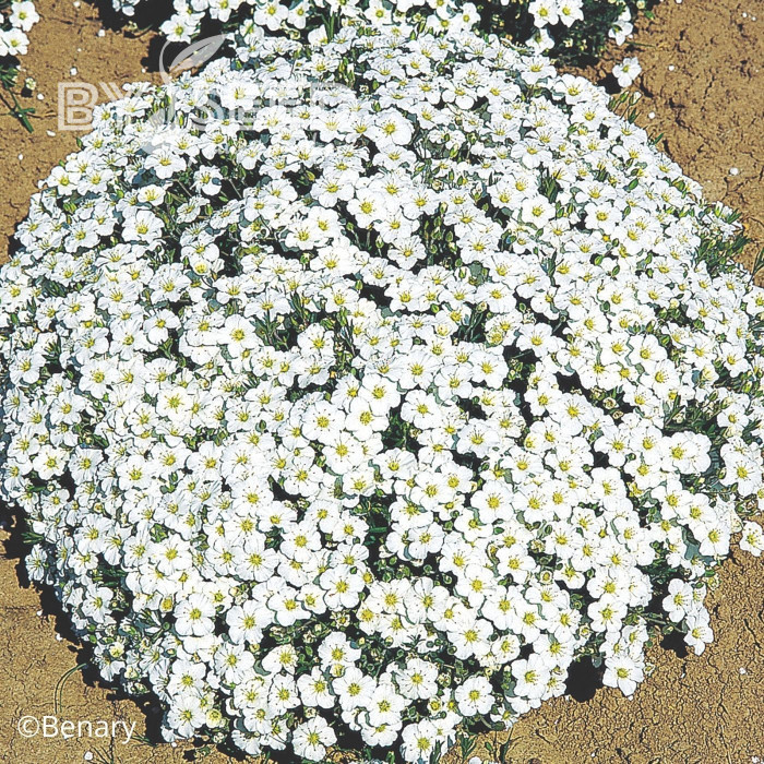 Arenaria montana Snowbank