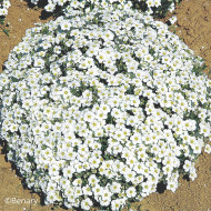 Arenaria montana Snowbank