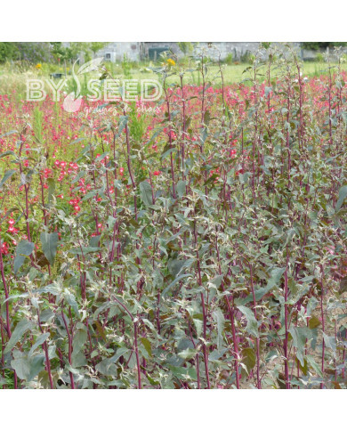 Arroche Copper Plume