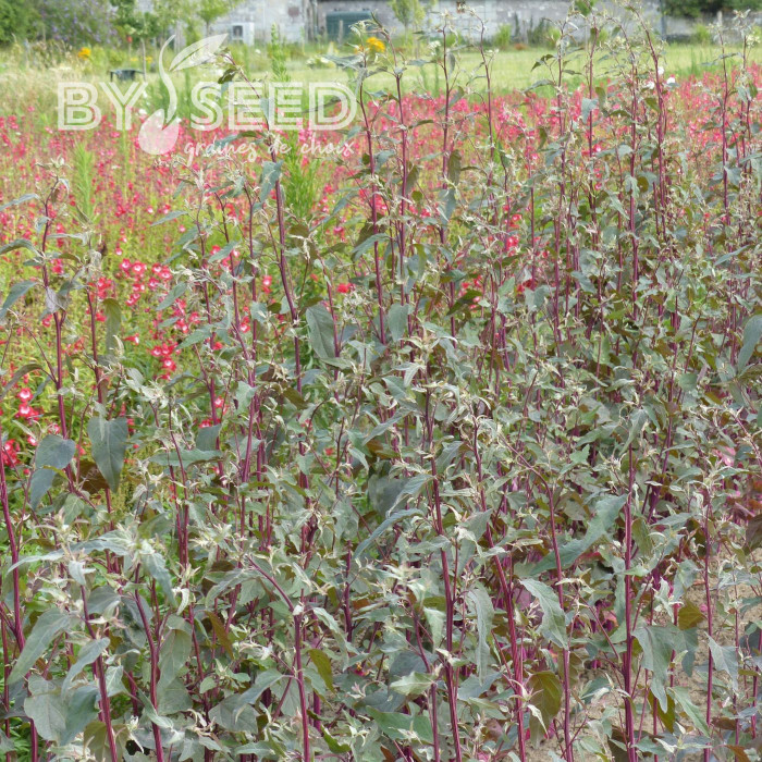 Arroche Copper Plume