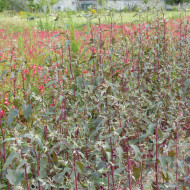 Arroche Copper Plume