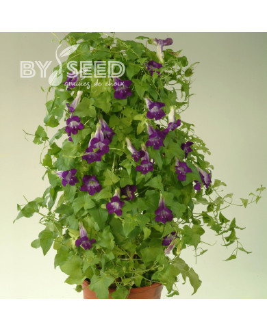 Asarine scandens Joan Lorraine