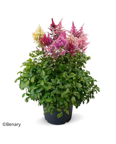 Astilbe Rhapsody Mix (graines enrobées)