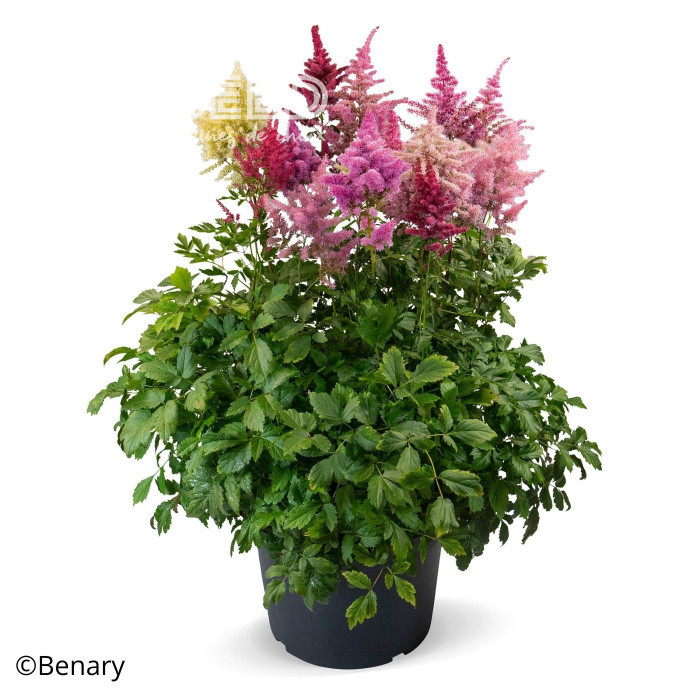 Astilbe Rhapsody Mix (graines enrobées)