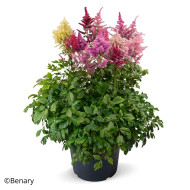 Astilbe Rhapsody Mix (graines enrobées)