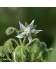 Bourrache officinale bleue