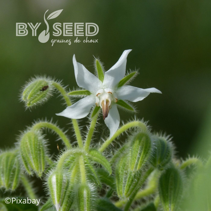 Bourrache officinale blanche