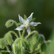 Bourrache officinale blanche