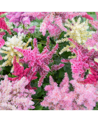 Astilbe Rhapsody Mix (graines enrobées)