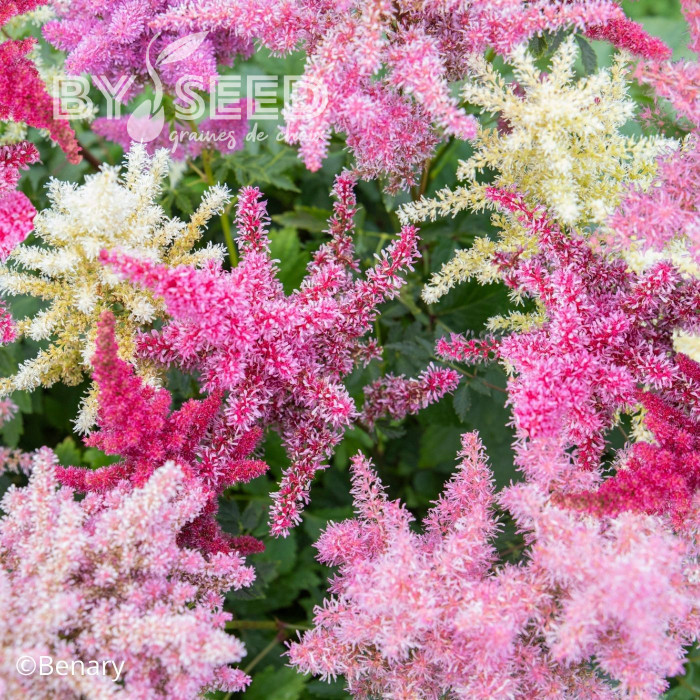 Astilbe Rhapsody Mix (graines enrobées)