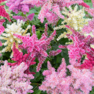 Astilbe Rhapsody Mix (graines enrobées)