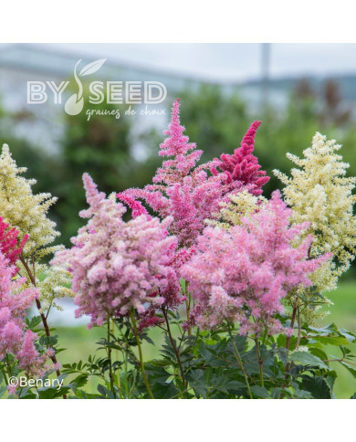 Astilbe Rhapsody Mix (graines enrobées)