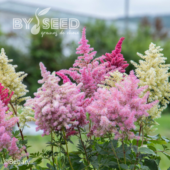 Astilbe Rhapsody Mix (graines enrobées)