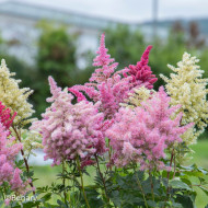 Astilbe Rhapsody Mix (graines enrobées)