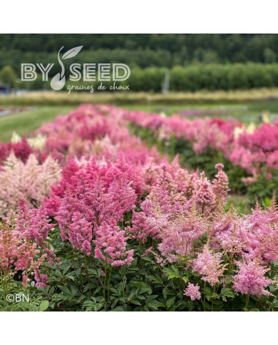 Astilbe Showstar® (graines enrobées)
