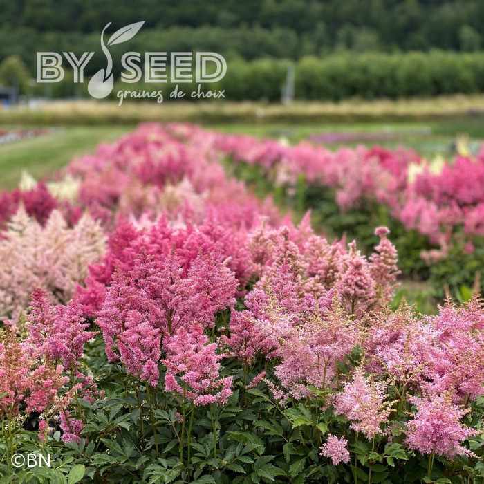 Astilbe Showstar® (graines enrobées)