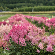 Astilbe Showstar® (graines enrobées)