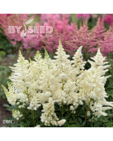 Astilbe Showstar® (graines enrobées)