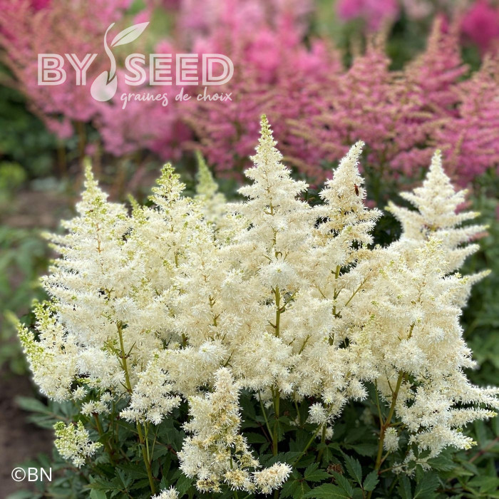 Astilbe Showstar® (graines enrobées)