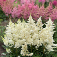 Astilbe Showstar® (graines enrobées)