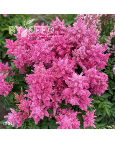 Astilbe Showstar® (graines enrobées)