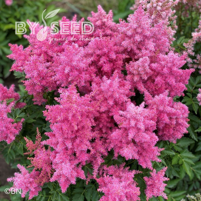 Astilbe Showstar® (graines enrobées)
