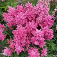 Astilbe Showstar® (graines enrobées)