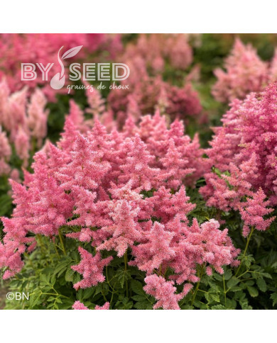 Astilbe Showstar® (graines enrobées)