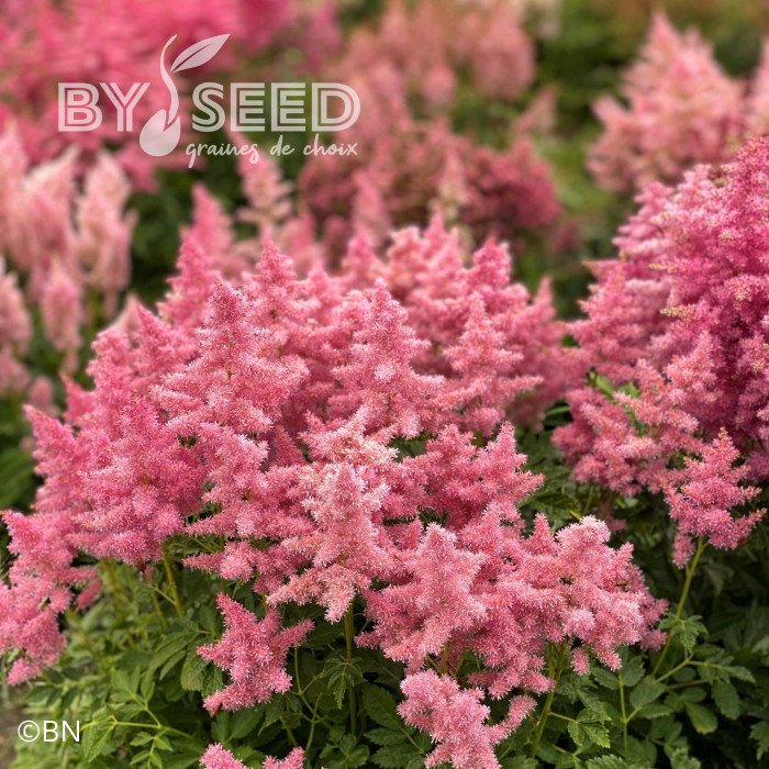 Astilbe Showstar® (graines enrobées)